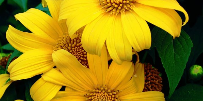 910x1365 HD wallpaper: Tithonia, Diversifolia, Flower, Plant, mexican