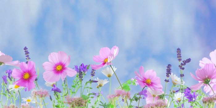 3840x2160 Cosmos Bipinatus Garden Cosmos Or Mexican Astero Intermediate