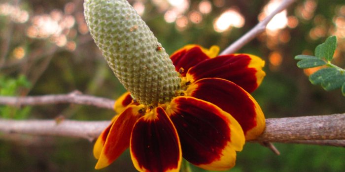 4608x3456 mexican hat flower 4k Ultra HD Wallpaper | Background Image