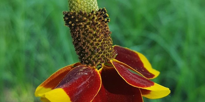 910x1157 Mexican hat flower 1080P, 2K, 4K, 5K HD wallpapers free download