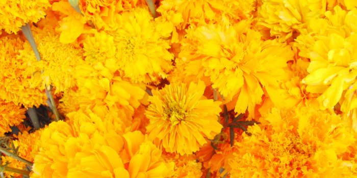 3264x2448 Free stock photo of cempazuchitl, dead flower, flower