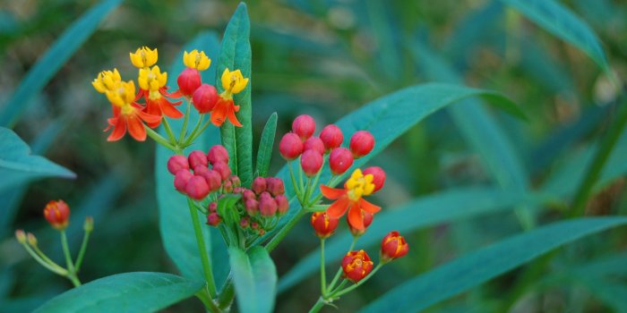 3008x2000 File:Mexican Butterfly Weed Asclepias curassavica Flower Cluster