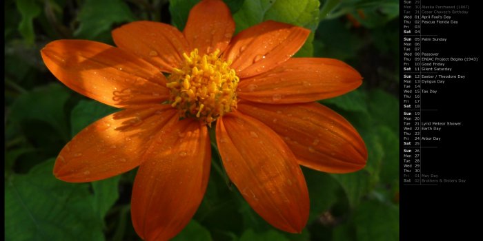 2132x1200 MLeWallpapers.com - Sunrise on Mexican Sunflower (Calendar)