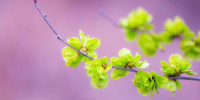 1600x900 Small Green Flowers HD Desktop Wallpapers : High Definition