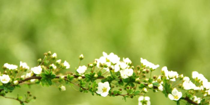 1920x1200 blossom, #free download, #desktop wallpaper, #download wallpapers