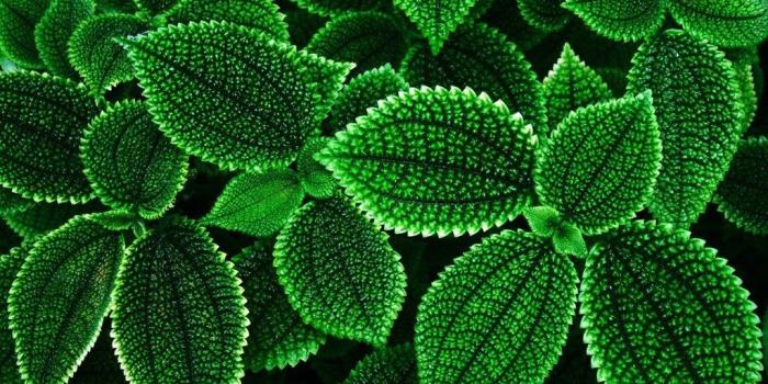 1024x768 Exotic Green flower wallpapers flowers wallpapers 1280x960.jpg