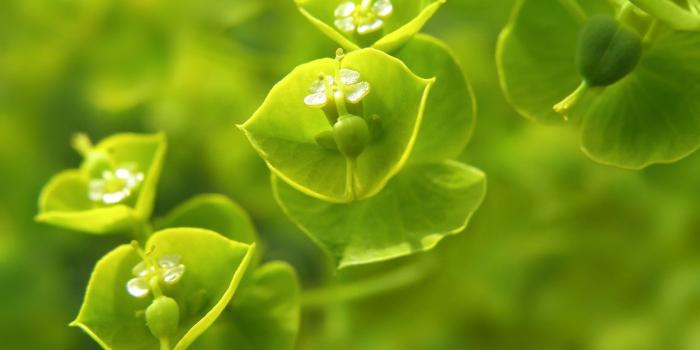 1920x1200 Green Flowers Wallpapers HD Pictures – One HD Wallpaper Pictures