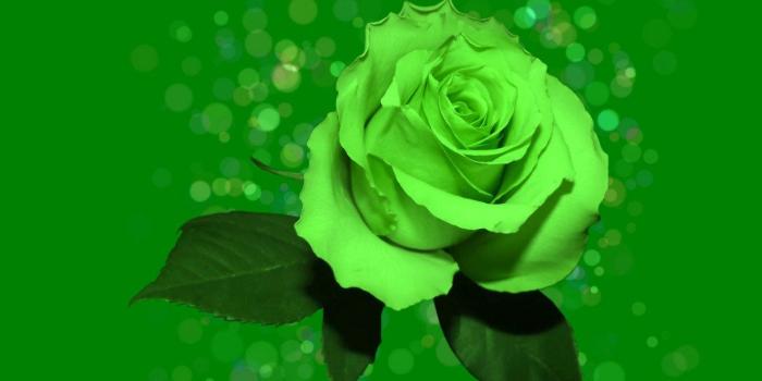 1280x1024 Green Flowers Wallpapers