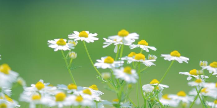 1920x1200 Green Desktop Wallpaper (77+ images)