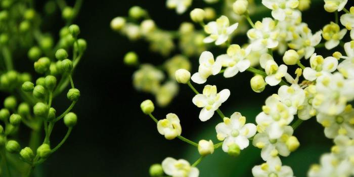 1280x800 Floral Desktop Wallpapers