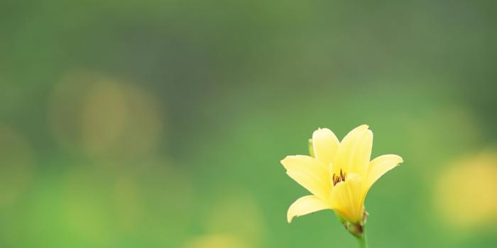 1920x1200 Simple Flower Desktop Wallpapers - Top Free Simple Flower Desktop