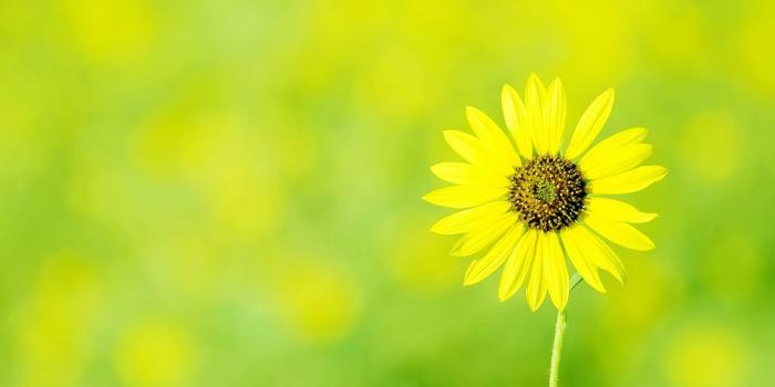 1920x1080 Green Yellow Flowers Desktop Wallpapers Desktop Background