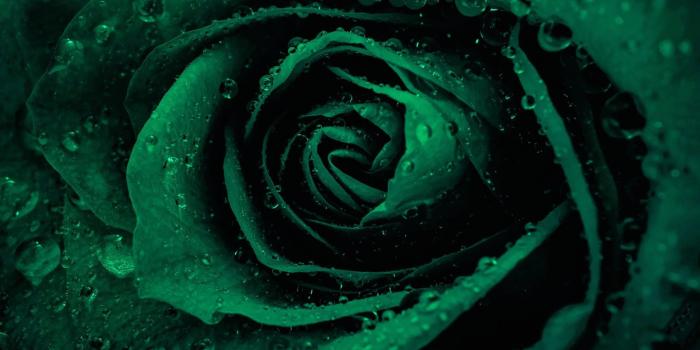 1920x1200 Download wallpapers Green rose, rosebud, green flowers, roses for