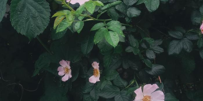 910x1616 HD wallpaper: green, flowers, totalgreen, morning, vsco, native