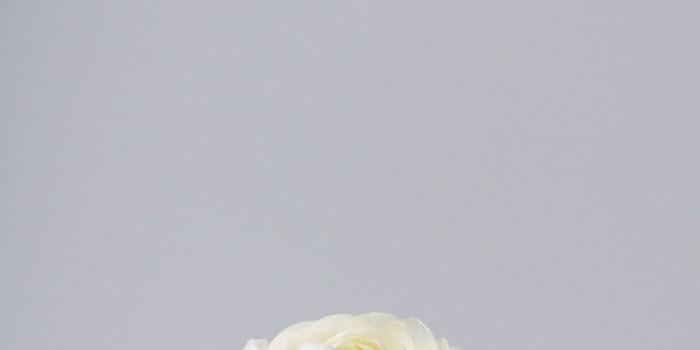 1000x1506 Single Flower Pictures | Download Free Images on Unsplash