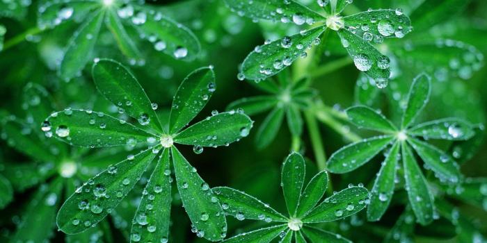 2560x1600 Green Flowers Wallpapers