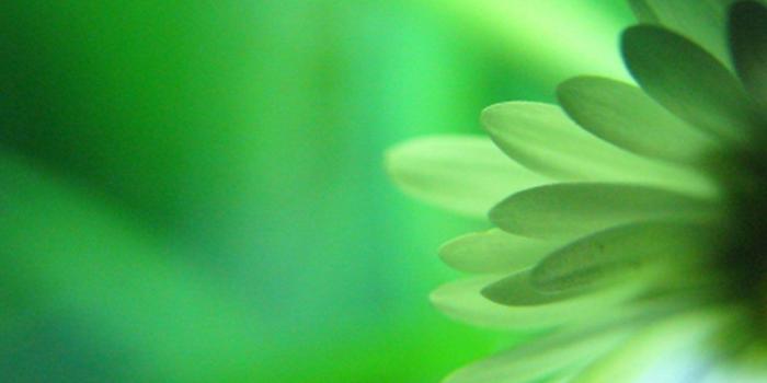 1250x800 Free download Green Flowers Wallpaper HD Wallpapers Pulse