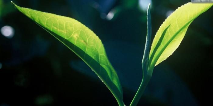 1920x1080 Two Green Flowers Camera Closeup Wallpaper