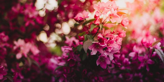 1920x1280 Pink Green and Purple Flowers during Daytime · 4K HD Desktop