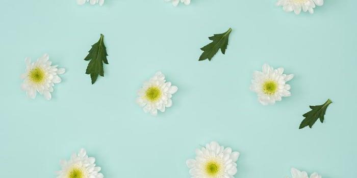 728x1091 HD wallpaper: artificial white flowers, chamomile, leaves