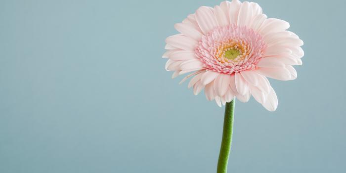 5261x3507 Flower Wallpapers: Free HD Download [500+ HQ] | Unsplash