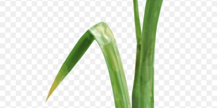 820x1842 Cut Flowers Desktop Wallpaper Display Resolution, PNG, 816x1842px