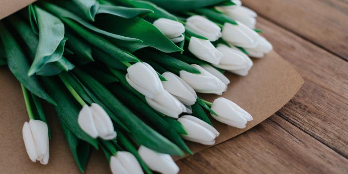3840x2160 White Tulips Wallpaper - iPhone, Android & Desktop Backgrounds