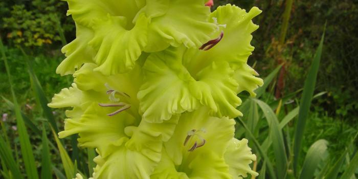 2250x3000 Desktop Wallpapers Yellow green flower Gladioluses Closeup 2250x3000