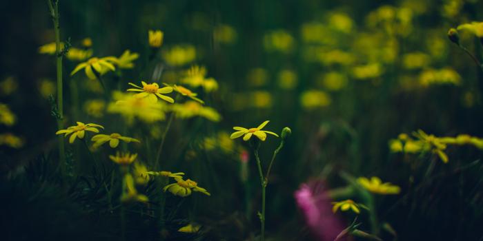 6000x4000 Flowers, Bokeh, Yellow, Green, Pink, Colorful, Dark, - 6000 X 4000