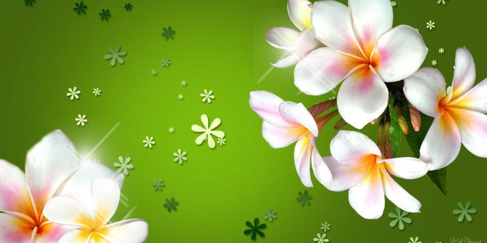 3840x2160 Plumeria Three Colored Flowers With Bright Green Background