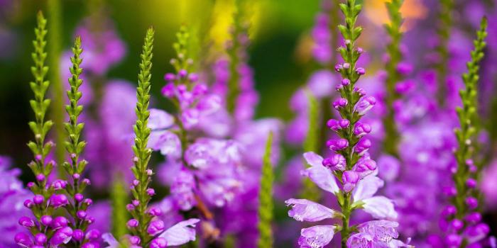 1920x1200 flower, Nature, Garden, Macro, Green, Leaf, Hd, Ultrahd, 4k