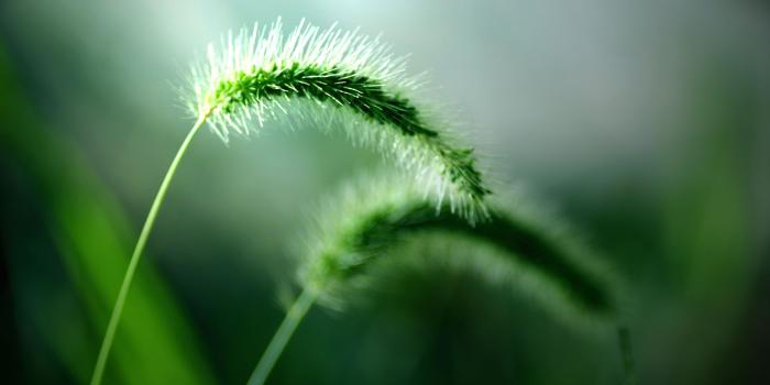 2560x1600 green, flowers, grass, macro - HD Wallpaper View, Resize and Free