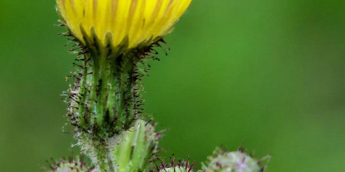 910x1365 HD wallpaper: borage dish, plant, chicory, green, flowers, close