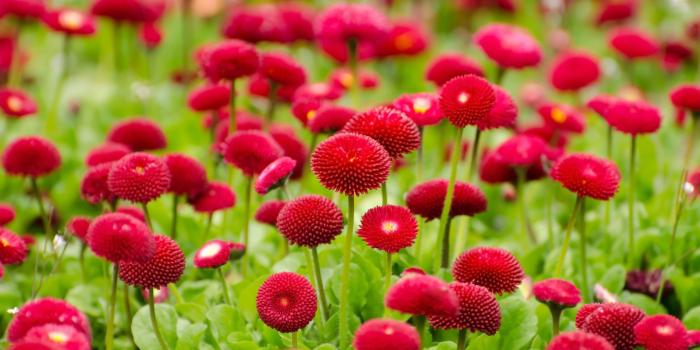 3840x2160 Ultra HD Flower Wallpapers - Top Free Ultra HD Flower Backgrounds