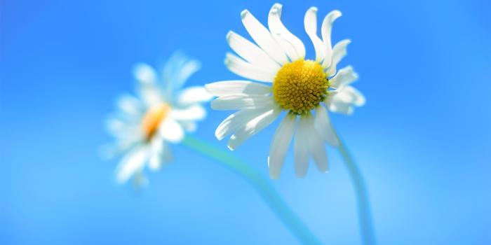 1920x1200 nature, Flowers, Closeup, White Flowers, Windows 8 Wallpapers HD
