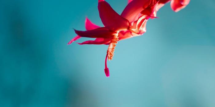 1920x1200 Windows 8 Default Flower - New HD Wallpapers