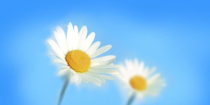 2160x1440 windows 8 wallpapers flower white sunflowers