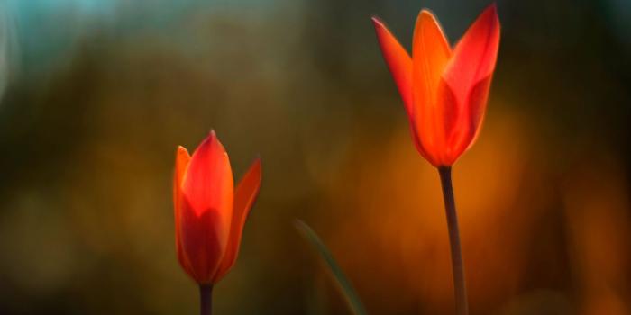 1920x1080 Free download Windows 8 Flower wallpaper 238151 [1920x1200] for