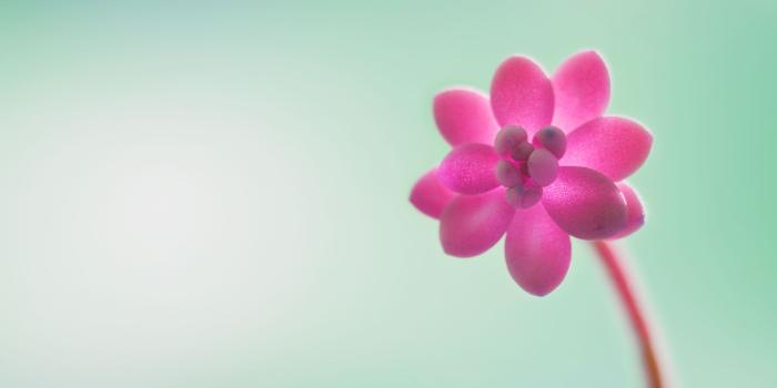 3840x1200 Windows 8 Wallpapers Flower Windows 8 Wallpaper Themes - Hd Flower