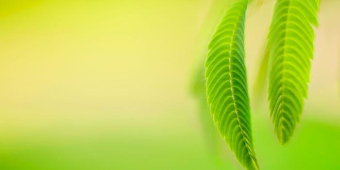 1600x1000 Windows 8 Official Flower Theme Wallpapers Desktop Background