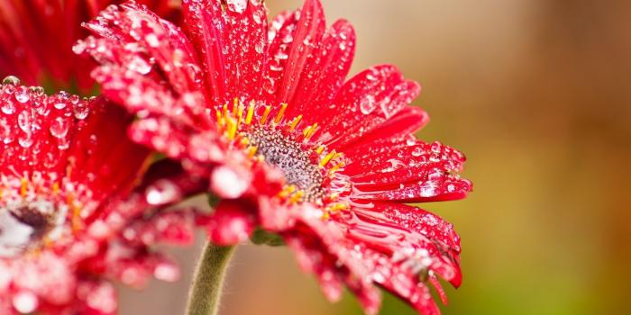 1920x1200 8220 flower drops Windows 8 beta red wcp nectar - Phone wallpapers