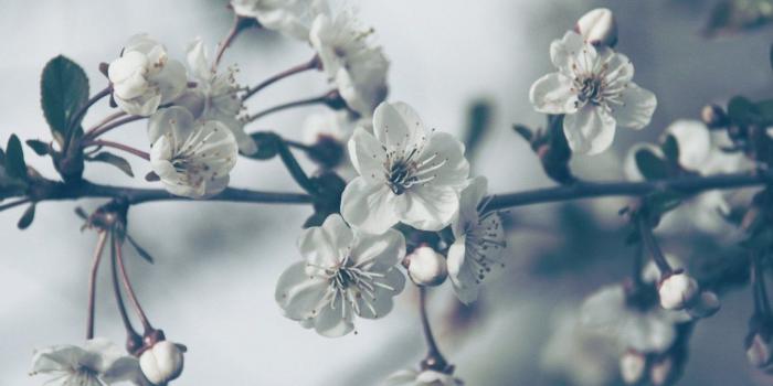 1368x855 Windows 8 Wallpaper Flowers Gardening Flower And Vegetables