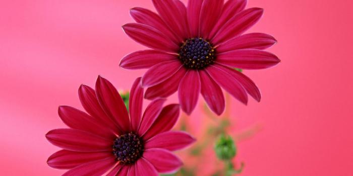 1600x1000 Flower Pink Flowers Beautiful Nature Flower Screen - Flower