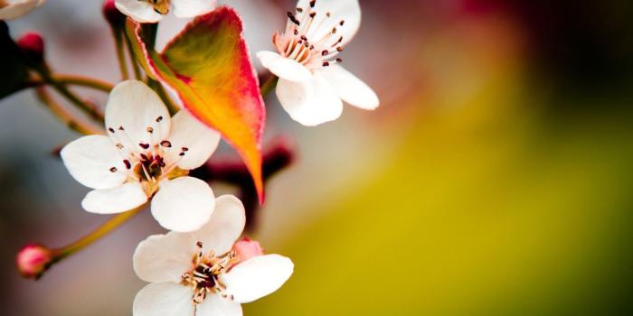 1366x768 Full Screen Flower Wallpaper - Hd Nature Desktop Wallpapers For