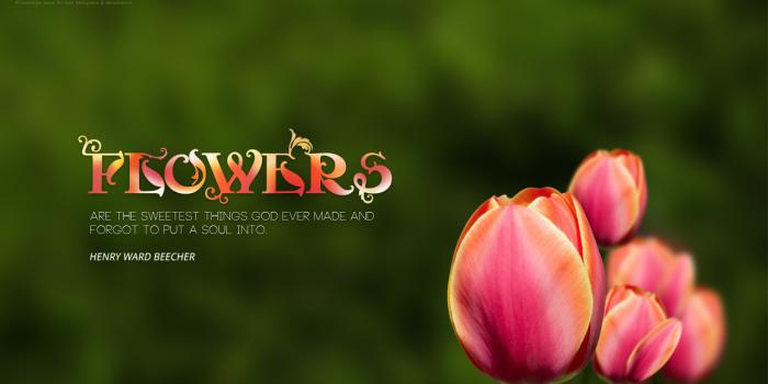 1280x800 Beautiful Windows 8 Flower Wallpaper 2013 (1): View HD Image of