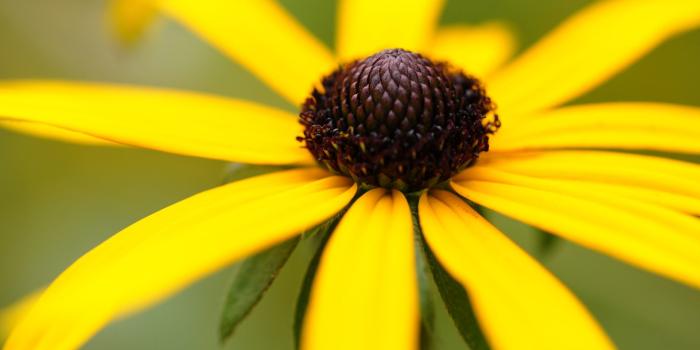 1920x1080 Rudbeckia Flowers HD wallpaper | 1920x1080 | #7549