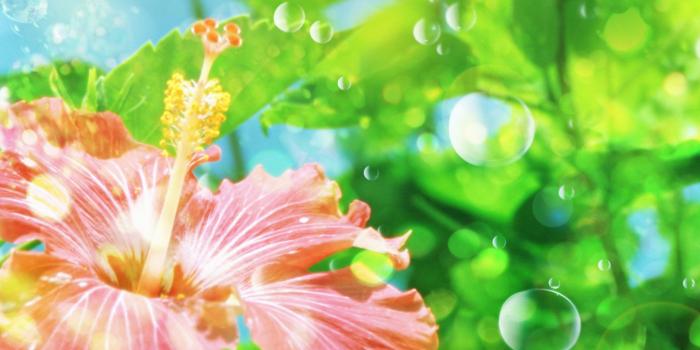 1920x1200 Windows 8 Flower #6974782