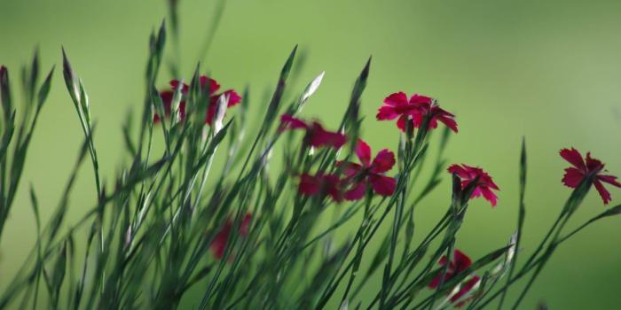 1920x1080 1440x2960 carnation, flower, plant Samsung Galaxy Note 9,8, S9,S8