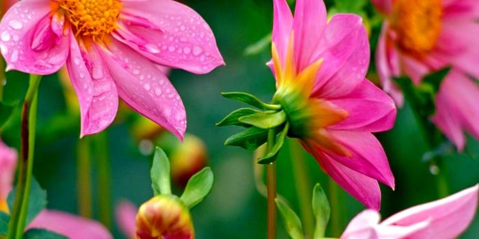 1920x1200 47+ Pink Desktop Wallpaper themes