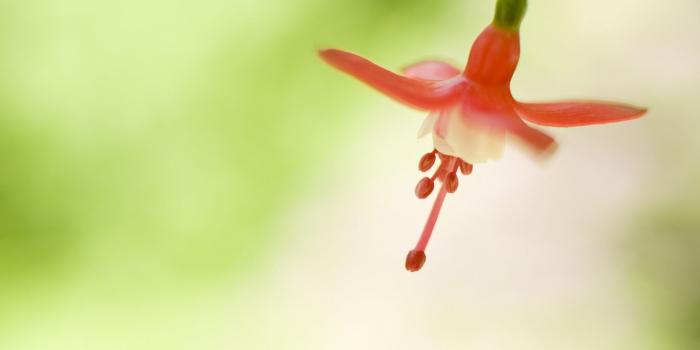 1920x1200 windows 8 wallpapers flower lockscreen windows 8 build 9200